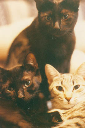 Image of three_cats005.jpg